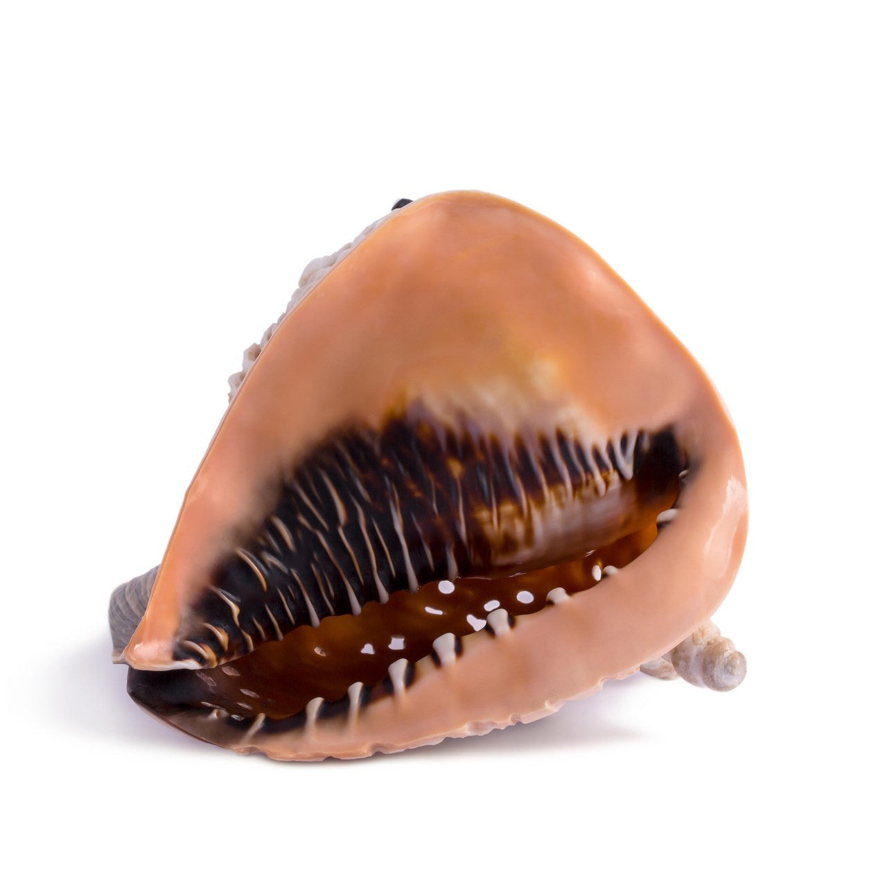 "Collezione" One of a Kind